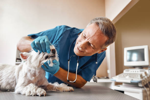 Best Dental Abscess Treatment in Han, GA